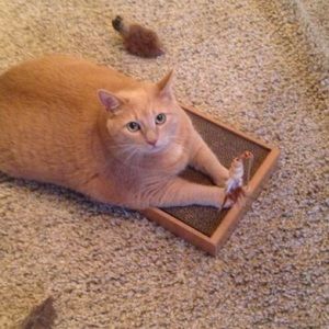 A Good Boy❤️❤️❤️